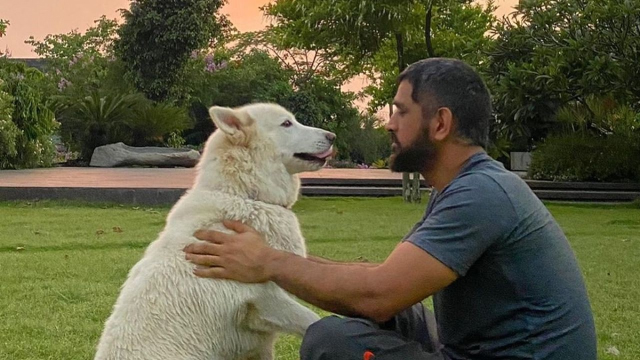 Know About All The Dogs Of MS Dhoni