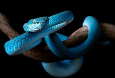 Know About White And Yellow Snake