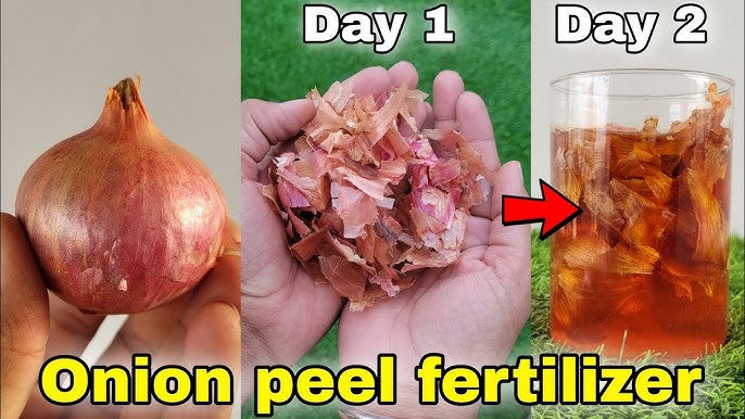 Top 5 Tips To Make Onion Peel Fertilizer at Home