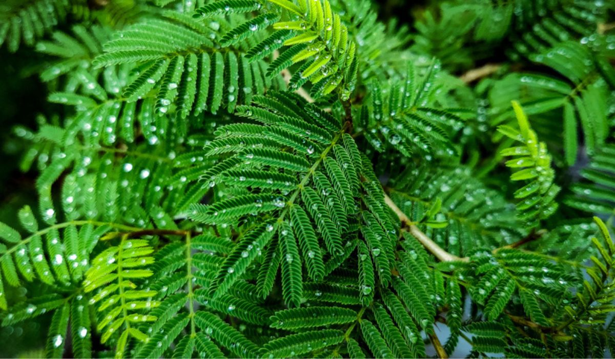 Know About Shami Plant Care Tips