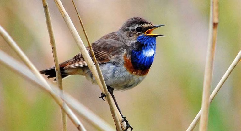 facebook-11117-Blue-Throat-bird-awayfromfourmarks